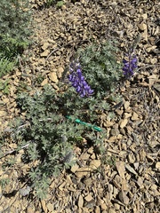 Lupinus albifrons collinus