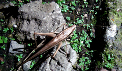 Neoconocephalus triops