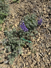 Lupinus albifrons collinus