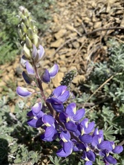Lupinus albifrons collinus