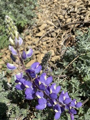 Lupinus albifrons collinus