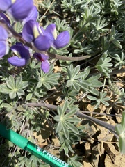 Lupinus albifrons collinus