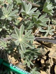 Lupinus albifrons collinus