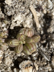 Lomatium linearifolium