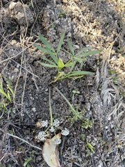 Lomatium linearifolium
