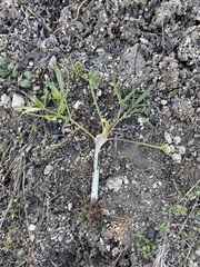 Lomatium linearifolium
