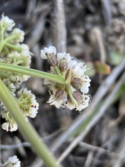 Lomatium linearifolium
