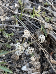 Lomatium linearifolium