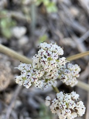 Lomatium linearifolium