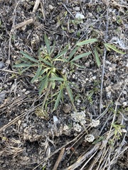 Lomatium linearifolium