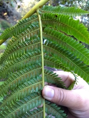 Cyathea