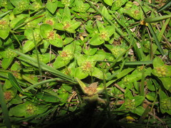 Richardia humistrata