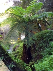 Cyathea