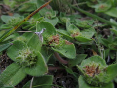 Richardia humistrata