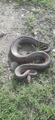 Epicrates maurus