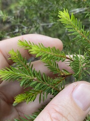 Melaleuca sieberi