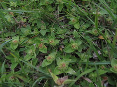 Richardia humistrata