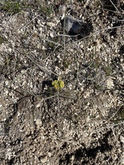 Lomatium simplex