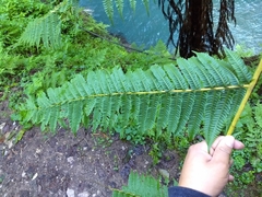 Cyathea