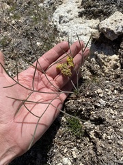 Lomatium simplex