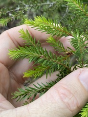 Melaleuca sieberi