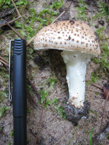 Echinoderma asperum image