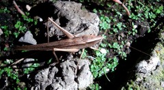 Neoconocephalus triops