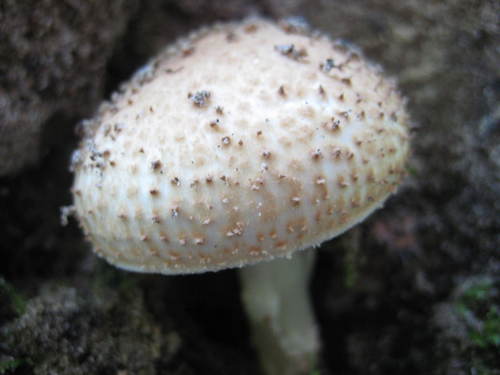 Echinoderma asperum image