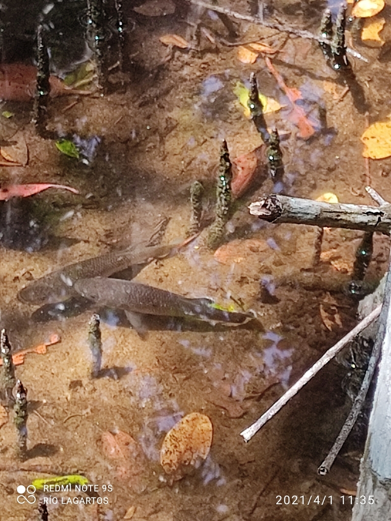 Giant Killifish