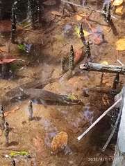 Giant Killifish photo 1