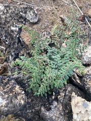 Pellaea andromedifolia pubescens