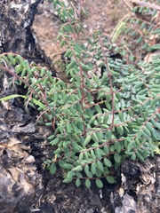 Pellaea andromedifolia pubescens