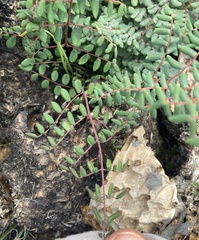 Pellaea andromedifolia pubescens