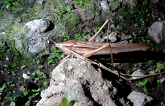 Neoconocephalus triops