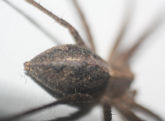 Pisaura mirabilis