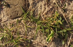 Carex pansa