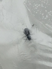 Syntomus foveatus