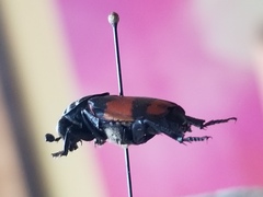 Nicrophorus hebes