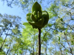 Exobasidium symploci