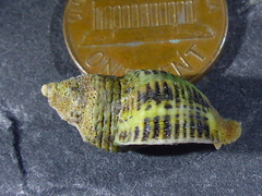 Acanthinucella punctulata