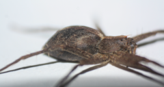 Pisaura mirabilis