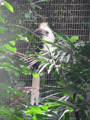 Berenicornis comatus