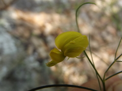Crotalaria filifolia
