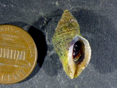 Acanthinucella punctulata