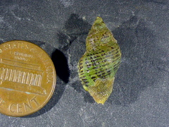 Acanthinucella punctulata