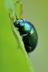 Gastrophysa cyanea