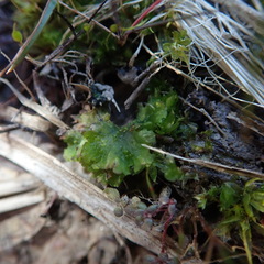 Phaeoceros carolinianus