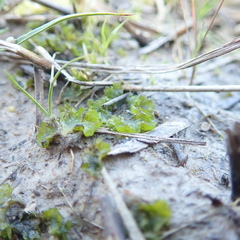 Phaeoceros carolinianus