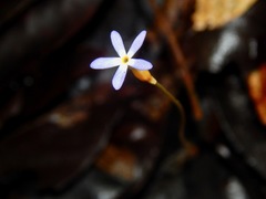 Voyria tenella