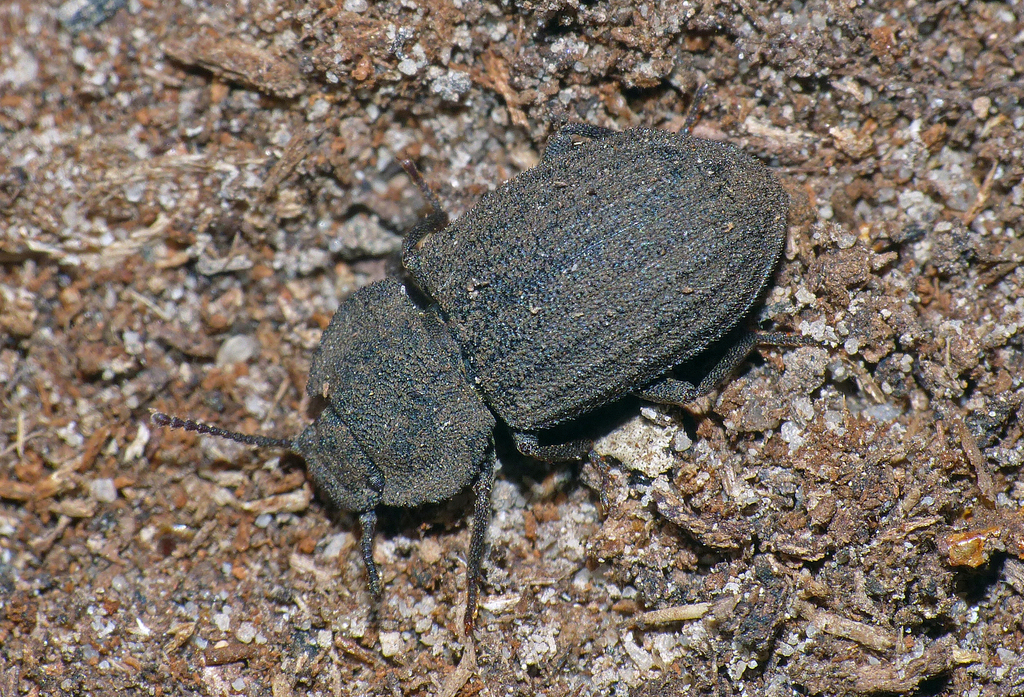 Isopteron